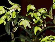 �ٻ�ɢ��Ҫ�ɷ�֮һ���FƤʯ��